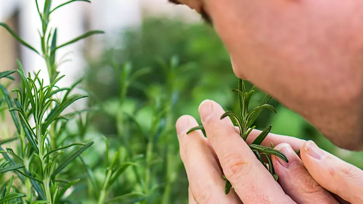 Jardim Sensorial: uma jornada através dos sentidos.